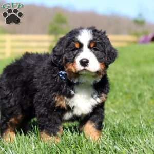 Crooked Jim, Bernese Mountain Dog Puppy
